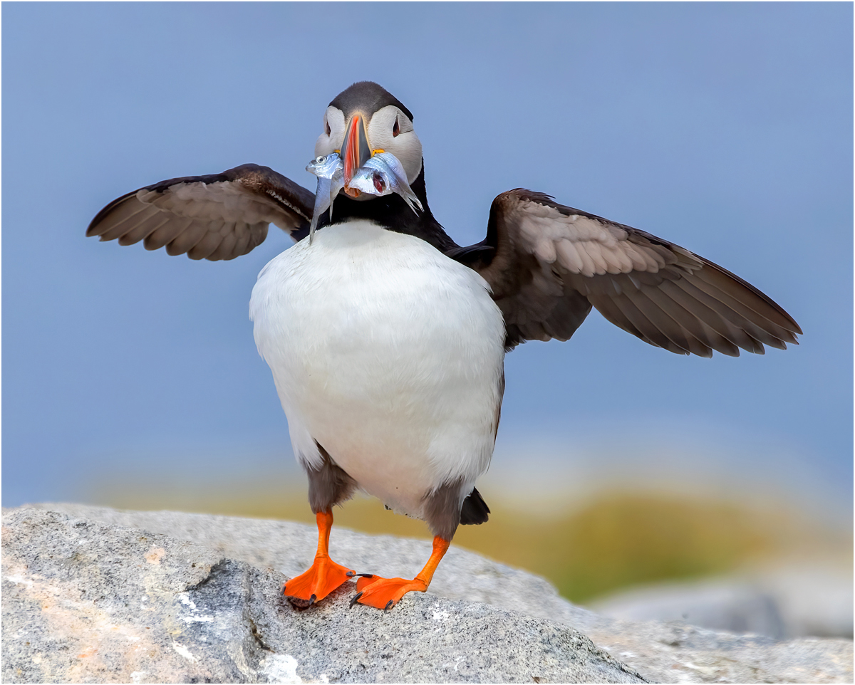 Komor Arlene Puffin Door Dash Nature   Ornithological   Class A 20251022
